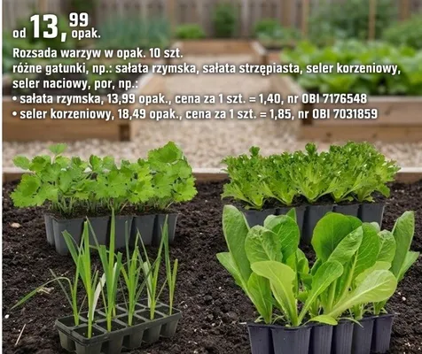 Seler korzeniowy (10 szt.) promocja w OBI