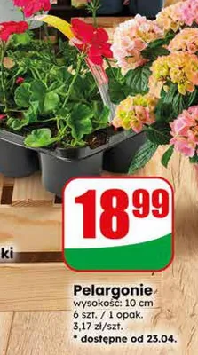 Pelargonie promocja w Dino