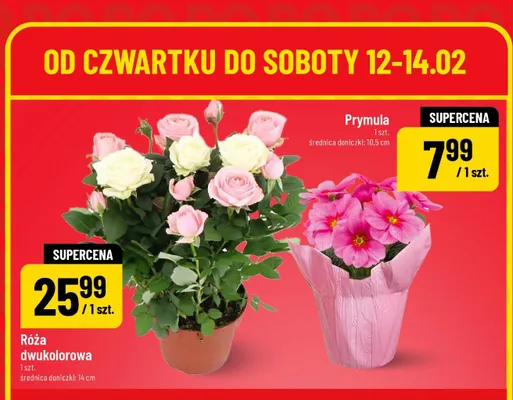 Róża dwukolorowa promocja w POLOmarket