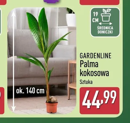 Palma kokosowa Gardenline promocja w Aldi