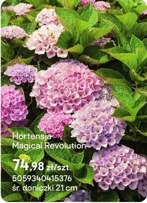 Hortensja Magical Revolution promocja w Castorama