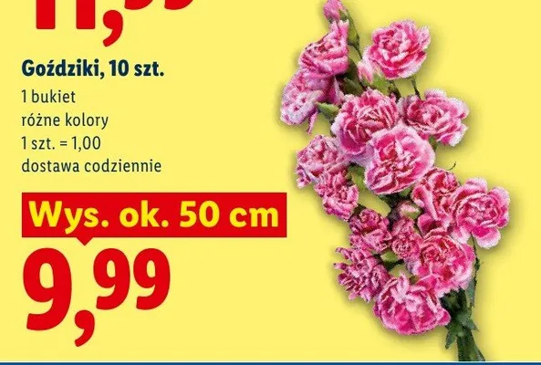 Goździki 10-pak promocja w Lidl