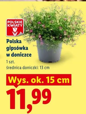 Gipsówka polska w doniczce Lidl promocja w Lidl