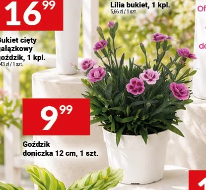Goździk doniczka 12cm promocja w Twój Market