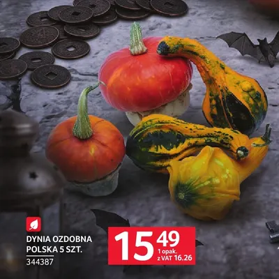 Dynia ozdobna polska 5 szt. Selgros promocja w Selgros