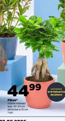 Fikus promocja w Netto