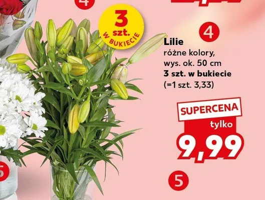 Lilie wys. ok. 50cm promocja w Kaufland