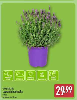 Lawenda francuska promocja w Aldi