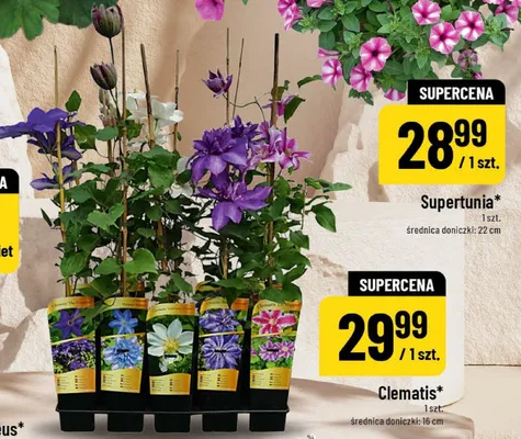 Clematis średnica doniczki 16cm promocja w POLOmarket