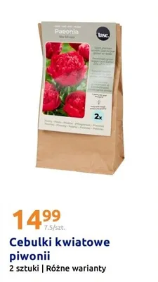 Cebulki kwiatowe piwonii, różne warianty promocja w Action