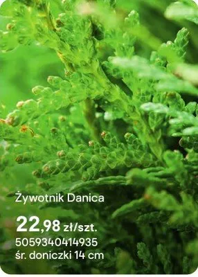 Żywotnik Danica promocja w Castorama