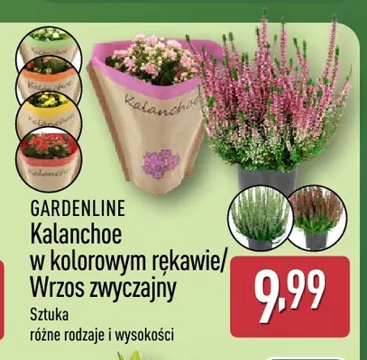 Wrzos zwyczajny Gardenline promocja w Aldi