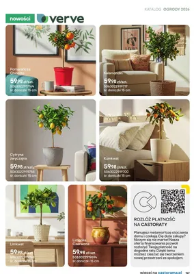 Kumkwat promocja w Castorama