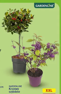 Krzewy ozdobne pięknotka Gardenline promocja w Aldi