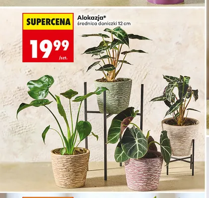Alokazja średnica doniczki 12 cm promocja w Biedronka