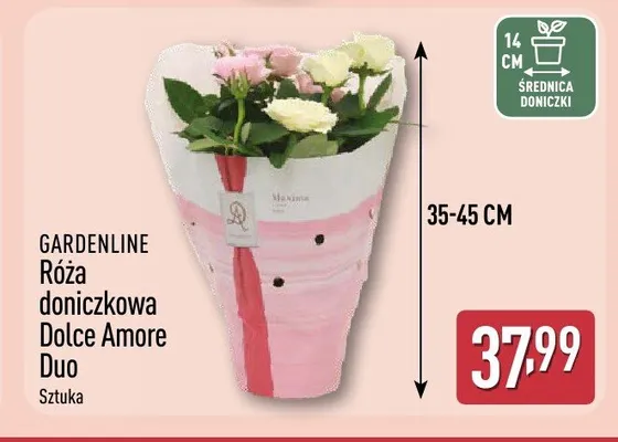 Róża doniczkowa Dolce Amore Duo GARDENLINE promocja w Aldi