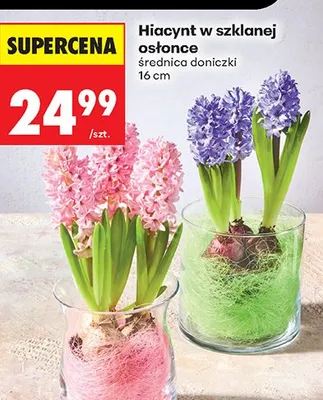 Hiacynt w szklanej osłonce 16 cm promocja w Biedronka