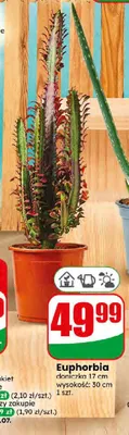 Euphorbia promocja w Dino