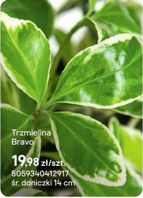 Trzmielina Bravo promocja w Castorama