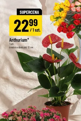Anthurium promocja w POLOmarket