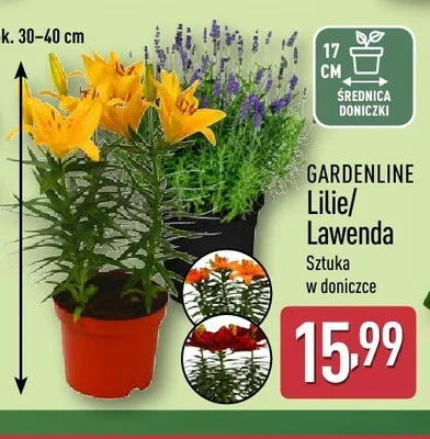 Lilie GARDENLINE promocja w Aldi