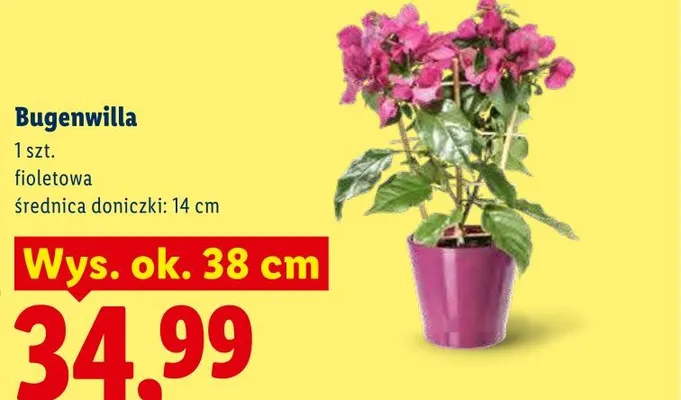 Bugenwilla fioletowa wys. ok. 38cm promocja w Lidl