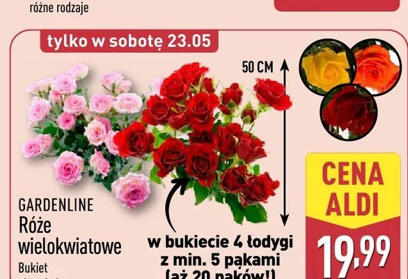 Róże wielokwiatowe GARDENLINE 50cm promocja w Aldi