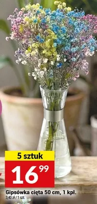 Gipsówka cięta 50 cm promocja w Twój Market