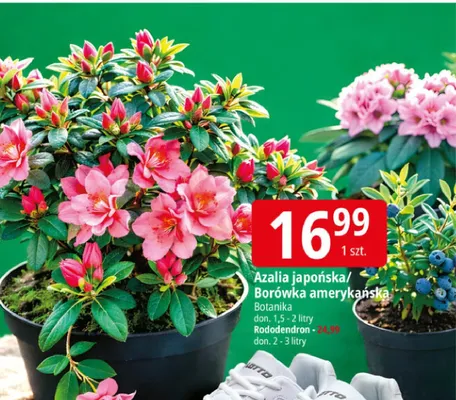 Azalia japońska/Borówka amerykańska promocja w Leclerc