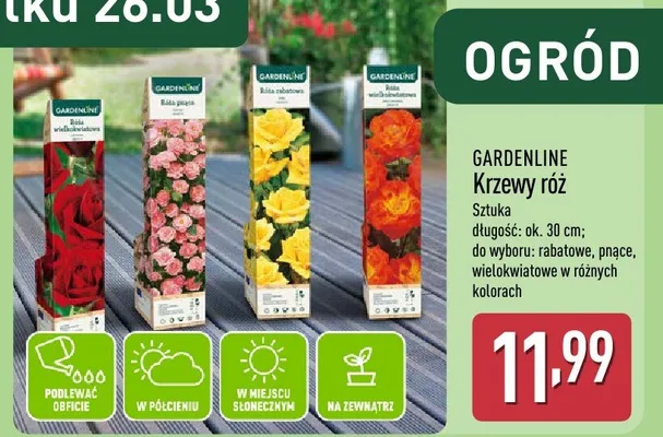 Krzewy róż promocja w Aldi