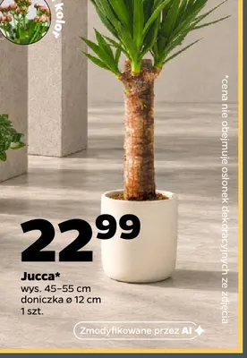 Jucca promocja w Netto