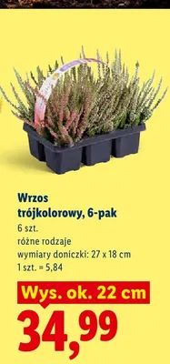 Wrzos trójkolorowy 6-pak promocja w Lidl
