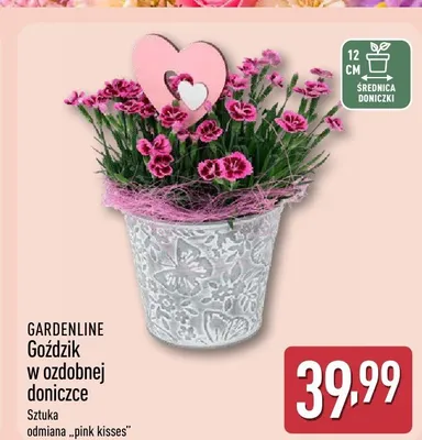 Goździk w ozdobnej doniczce GARDENLINE odmiana pink kisses promocja w Aldi