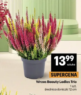 Wrzos Beauty Ladies Trio promocja w Delikatesy Centrum