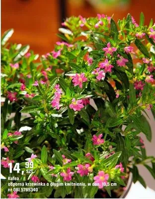 Kufea odporna krzewinka o długim kwitnieniu promocja w OBI