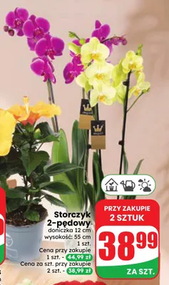 Storczyk 2-pędowy promocja w Dino
