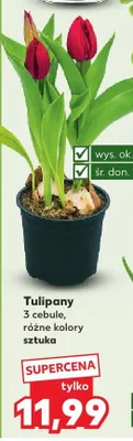 Tulipany 3 cebule, różne kolory promocja w Kaufland