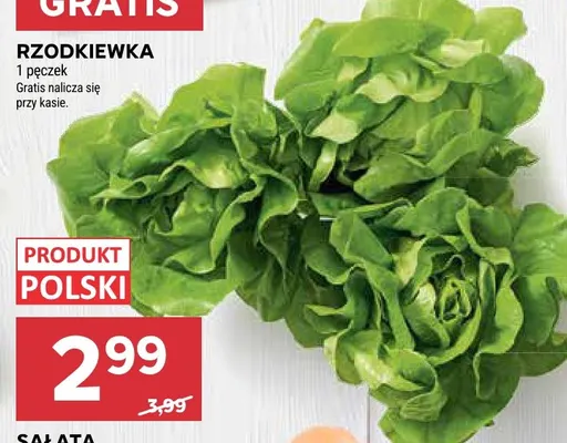 Sałata masłowa promocja w Stokrotka