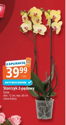 Storczyk 2-pędowy Gasa don. 12cm wys. 60cm promocja w Leclerc