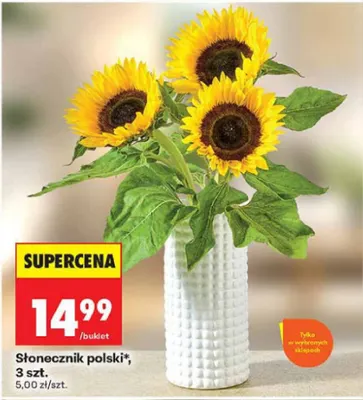 Słonecznik polski 3-pak promocja w Biedronka