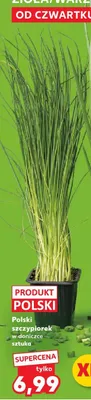 Szczypiorek polski w donizce  promocja w Kaufland