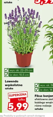 Lawenda wąskolistna promocja w Kaufland