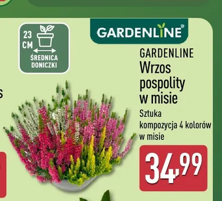 Wrzos pospolity w misie Gardenline promocja w Aldi
