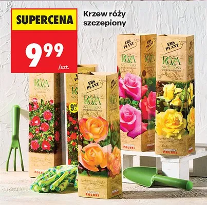 Krzew róży szczepiony promocja w Biedronka