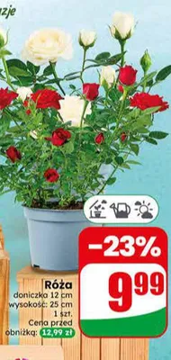 Róża doniczka 12cm wysokość 25cm promocja w Dino