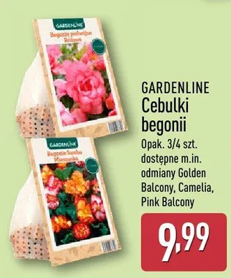 Cebulki begonii promocja w Aldi