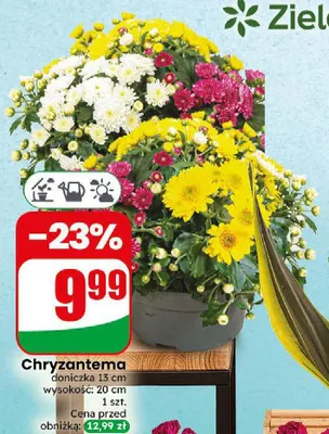 Chryzantema promocja w Dino