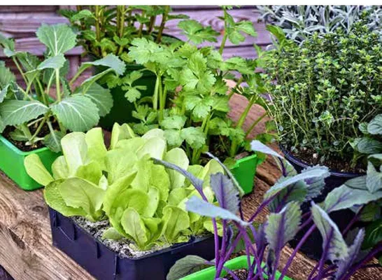 Rozsady warzyw 6-pak Pietruszka, Por, Sałata głowiasta zielona promocja w Bricomarche