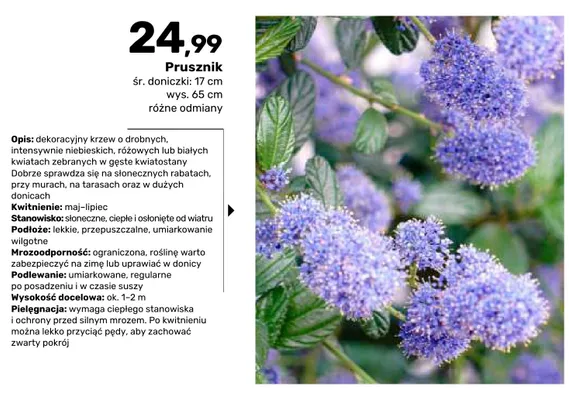 Krzew prusznik promocja w Bricomarche