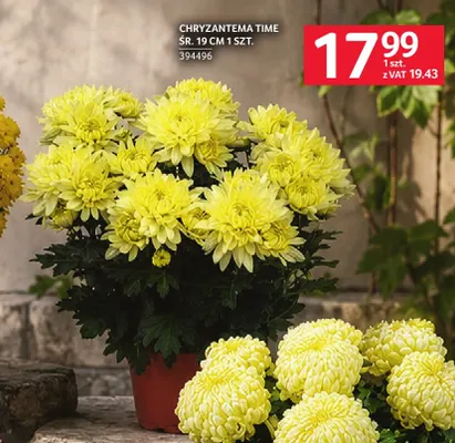 Chryzantema Time śr. 19 cm promocja w Selgros